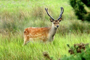 Pjegavi jelen u prirodi i sobovinga Pjegavi jelen u prirodi i sobovinga